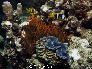a quite interesting mix of colours in close proximity wit... by Olivier Notz 